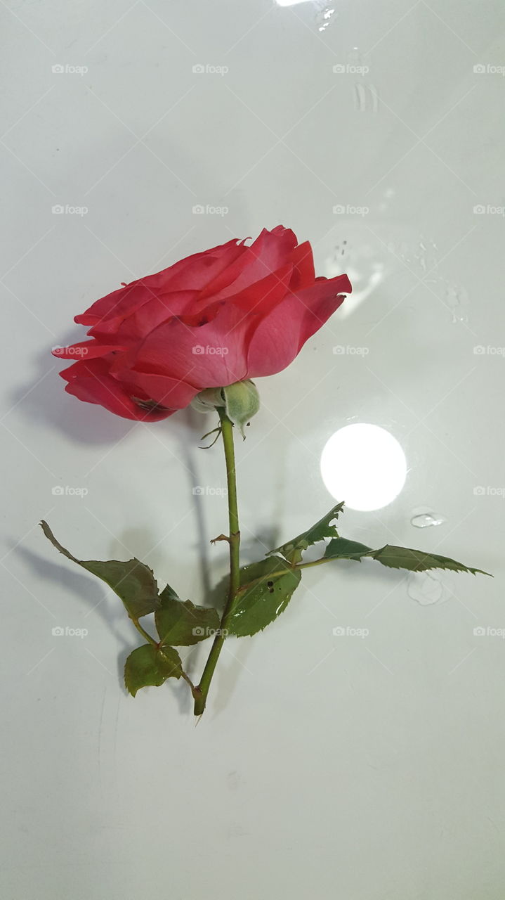red rose in white table