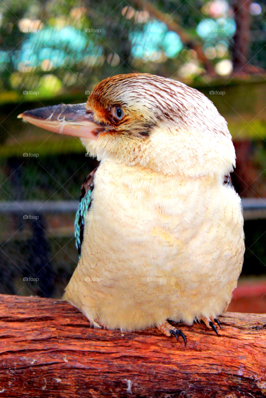 bird feathers profile australia by cataana