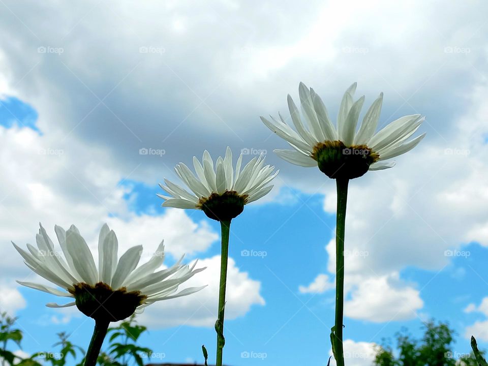 daisies under the clouds.
