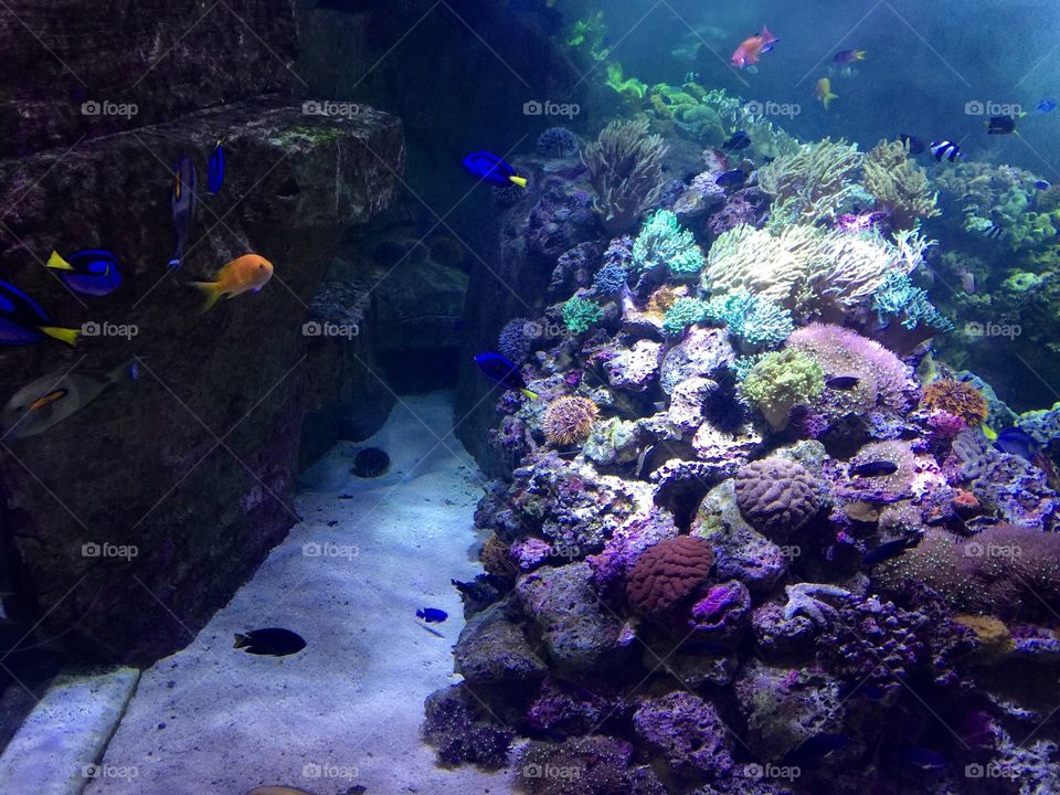 Aquarium 