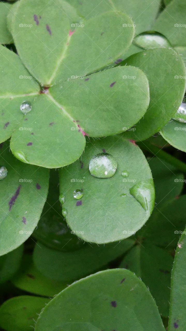 Leaf, Flora, Nature, No Person, Growth