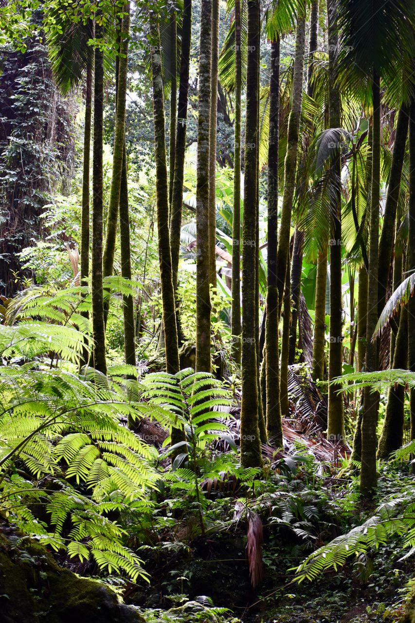 Ferns on the jungle floor below the tall palm trees