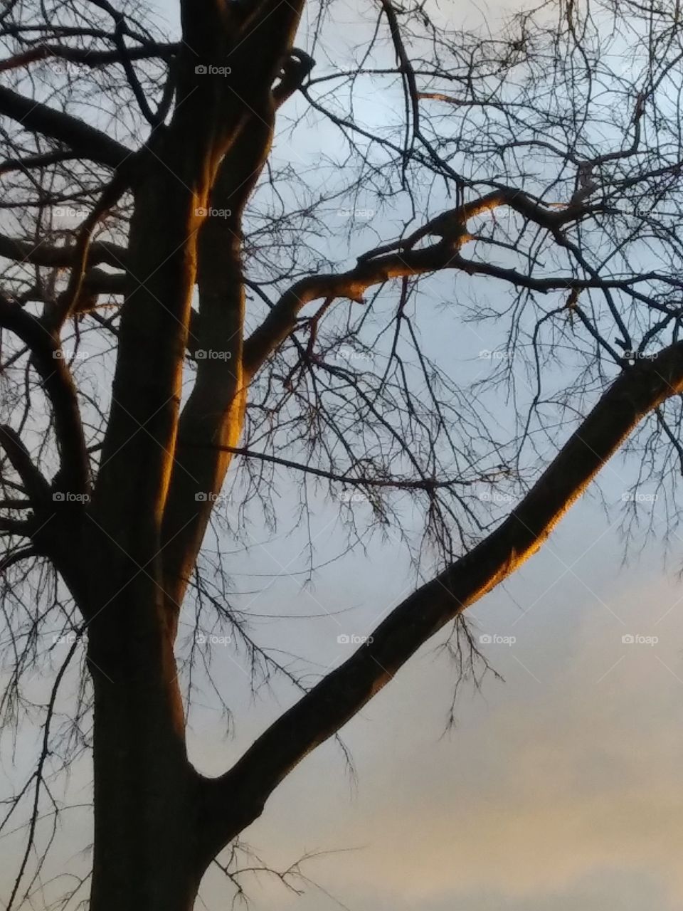 morning light on a tree trunk