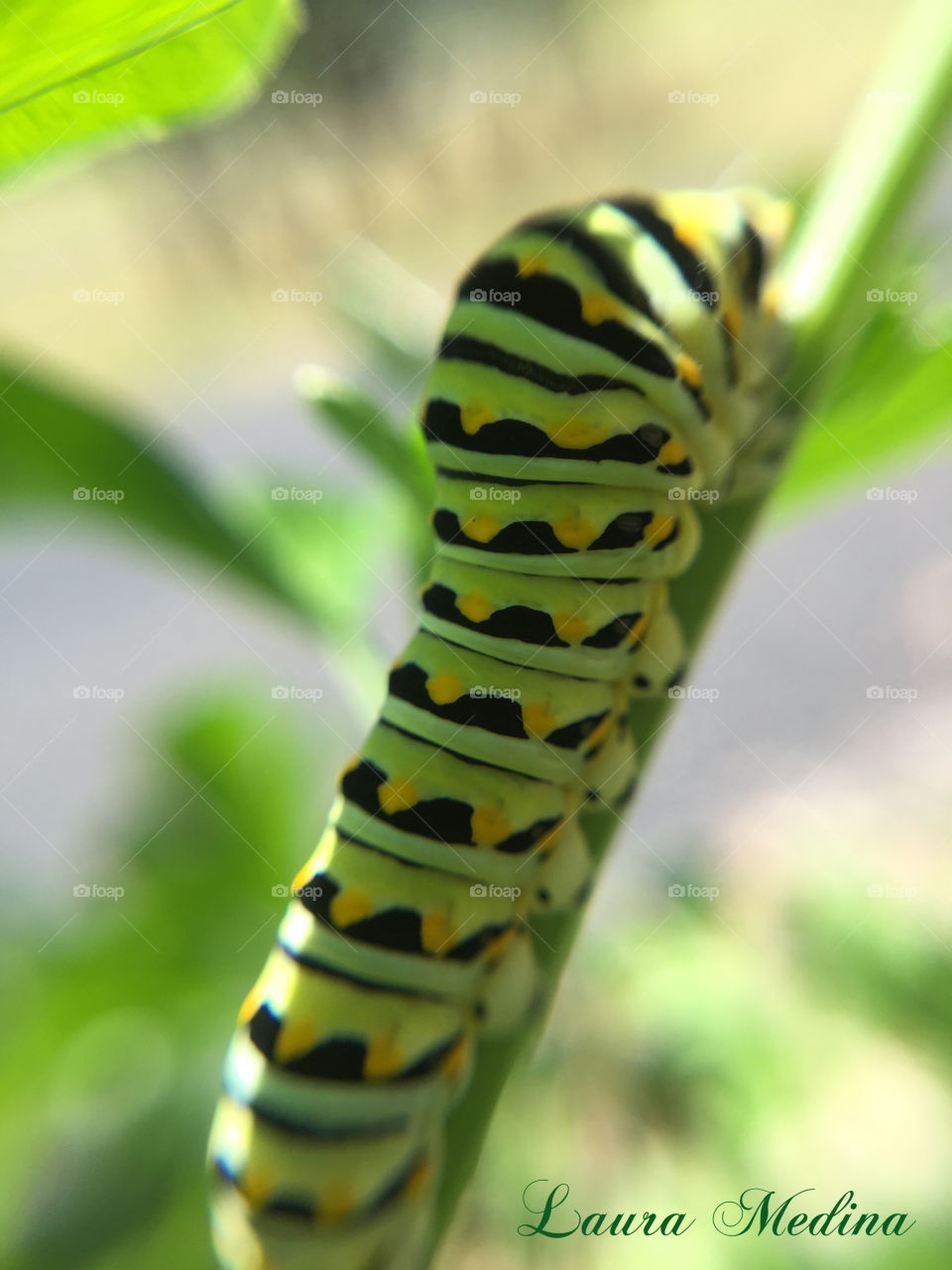 This was taken with an iPhone 6 Plus macro lens