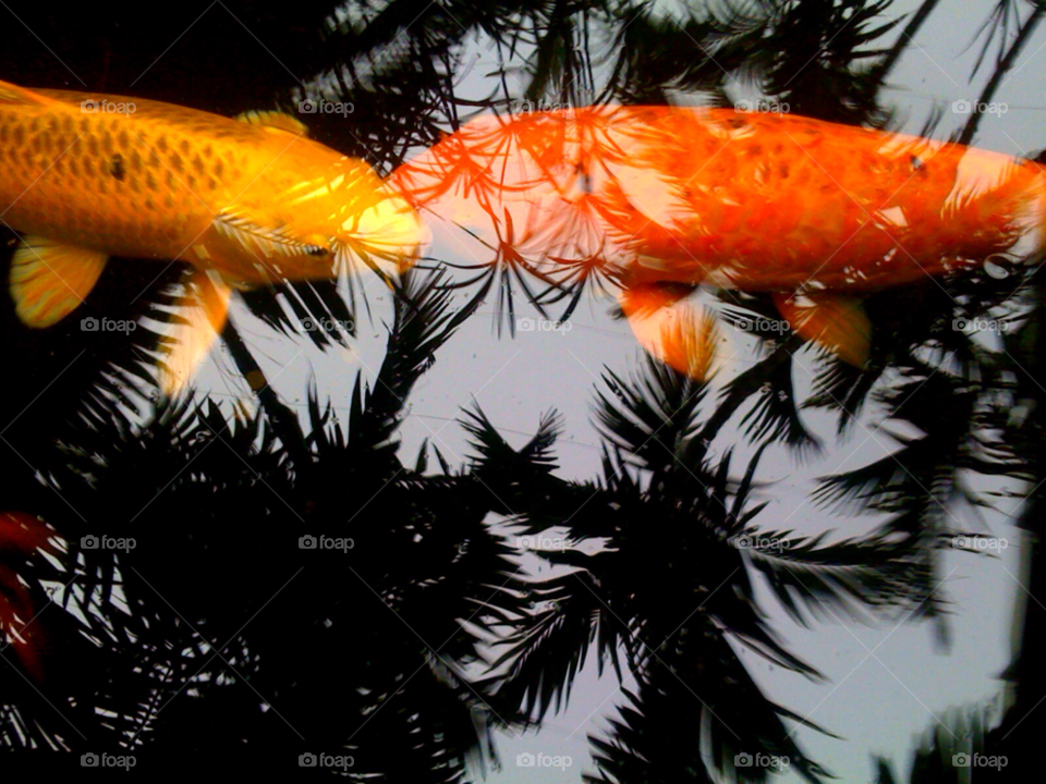 yellow orange pond reflection by jmsilva59