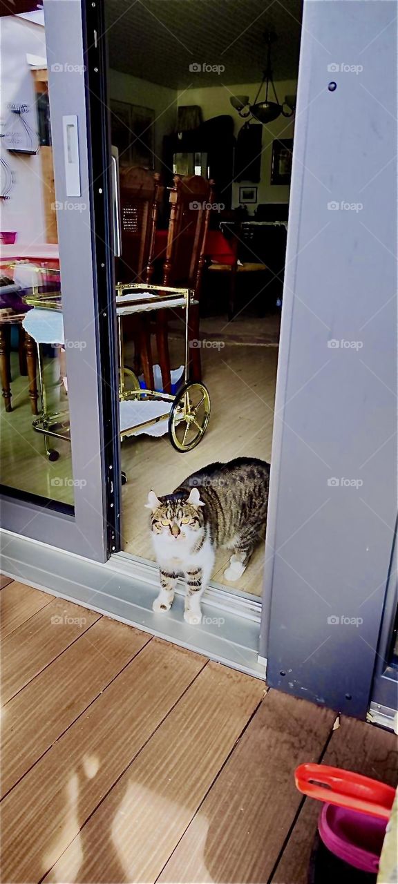 Full of anticipation “Roukey”, the tomcat is about to step outside into the garden in “Bavaria”, Germany through the big sliding glass door of the living room. 2024. Hypnotic Productions