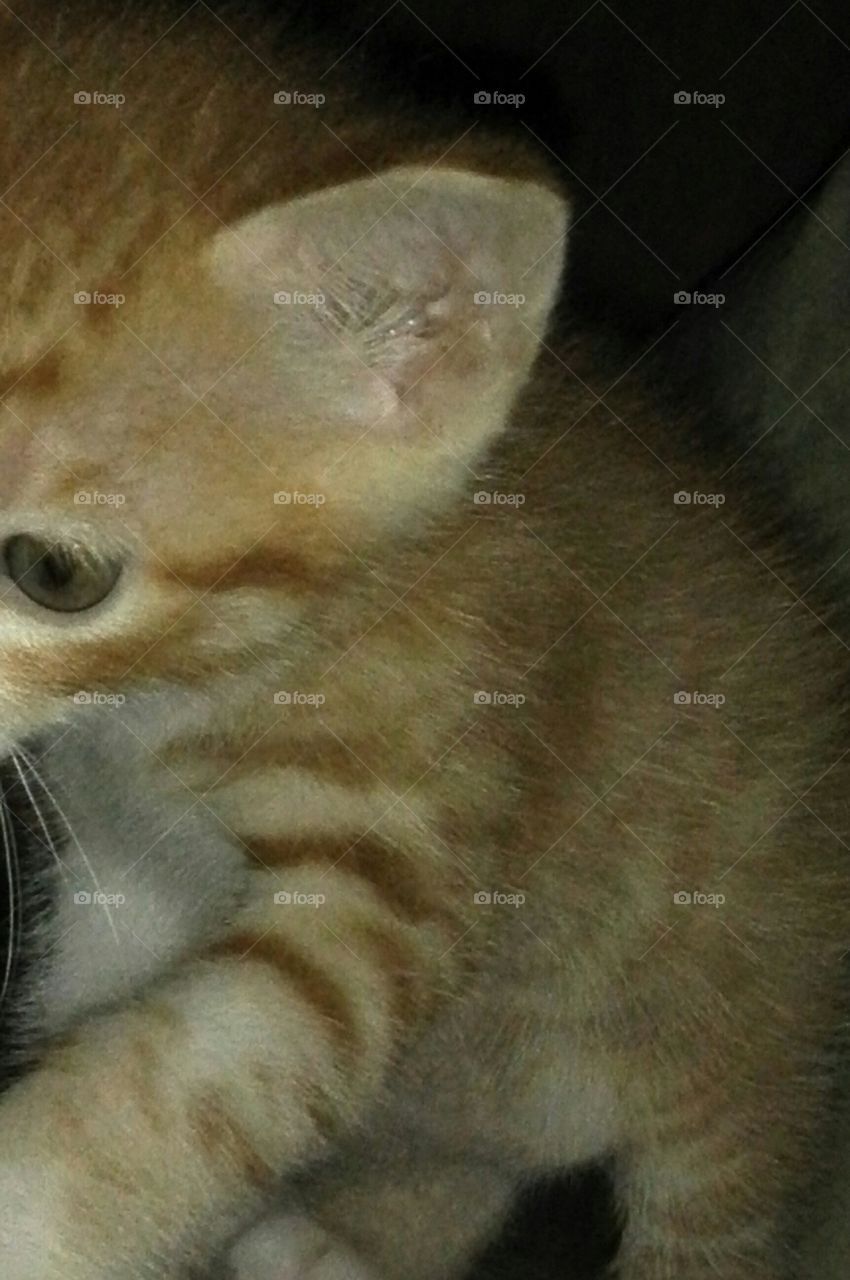 Kitten is the ear