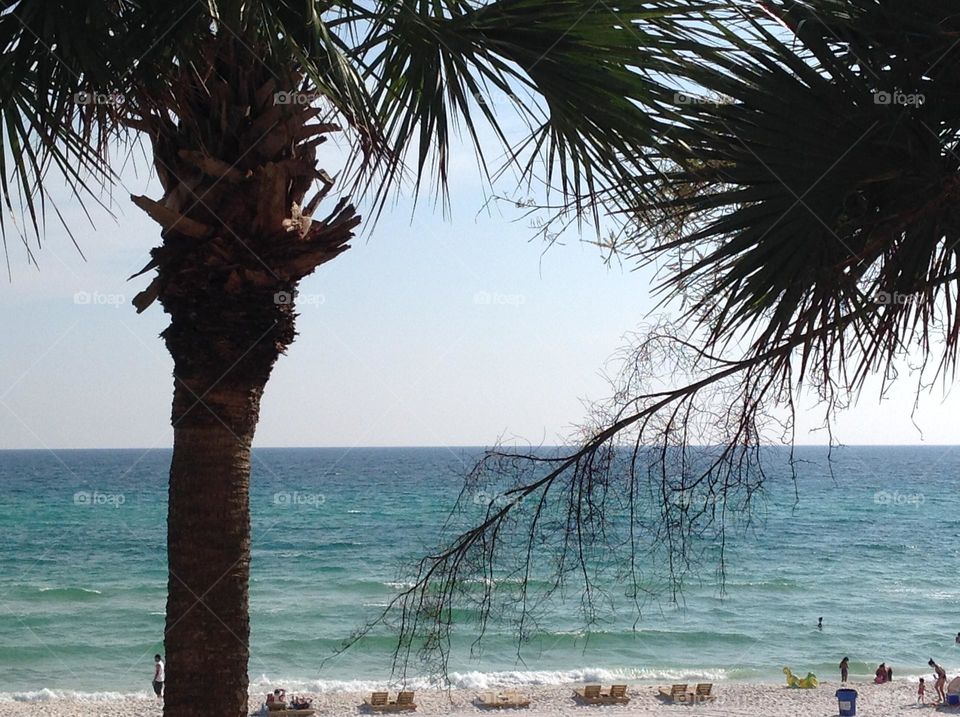 The waves are only a background to the palm