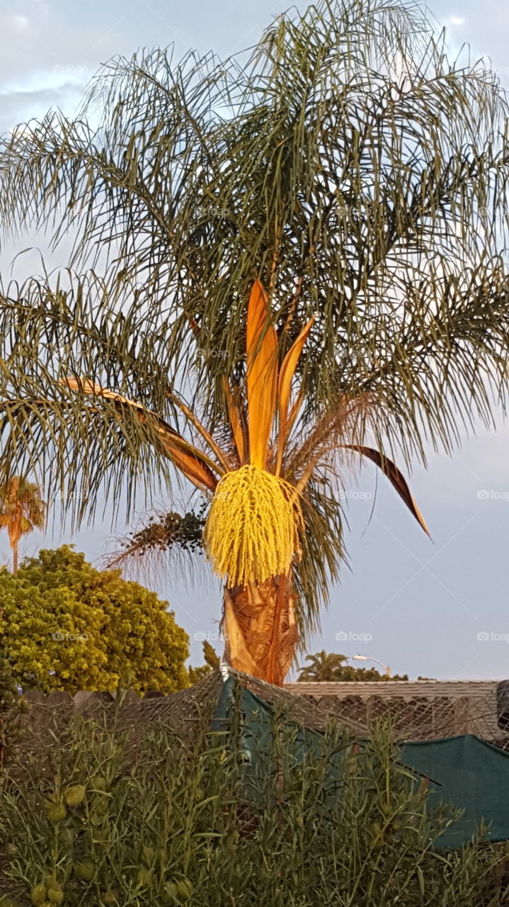 inflorescence of palm tree