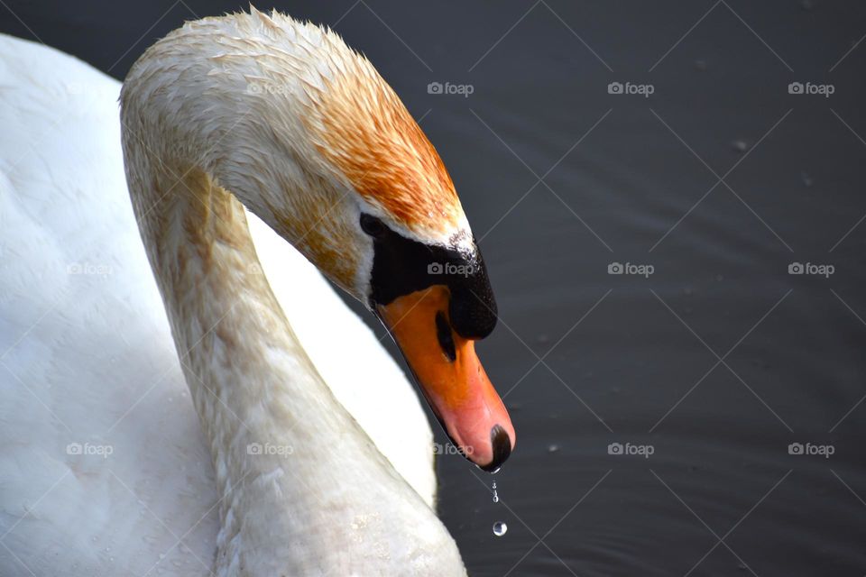 Water drips from a swan’s mouth