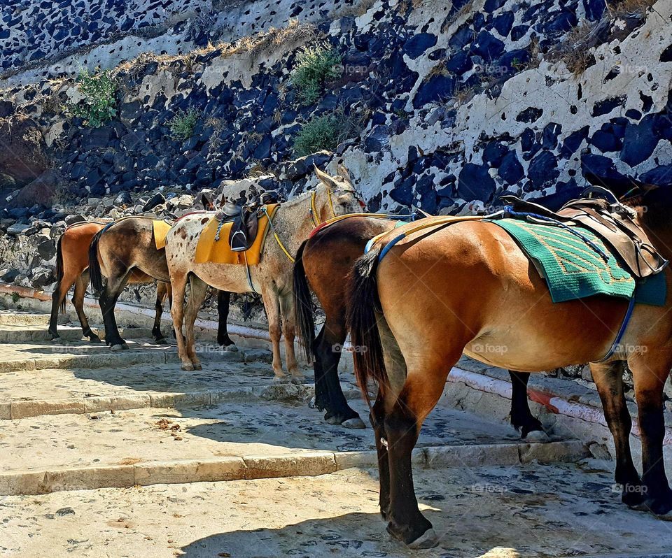Donkeys at Santorini