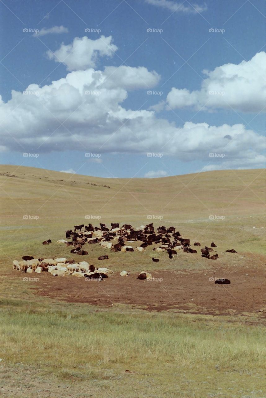 Roaming sheep. Shot on film 