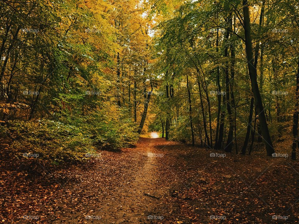 Fall, Wood, Tree, Leaf, Landscape