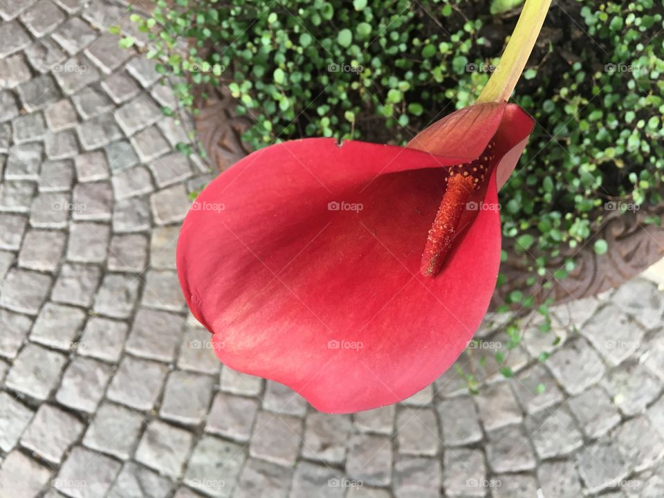 Very nice red flower closeup