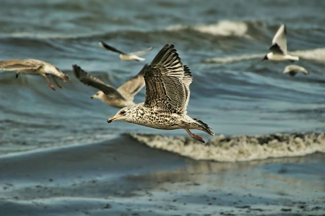Flight