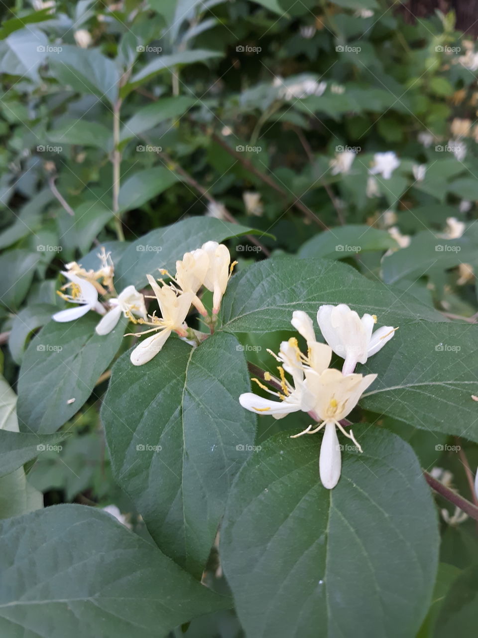 Honeysuckle