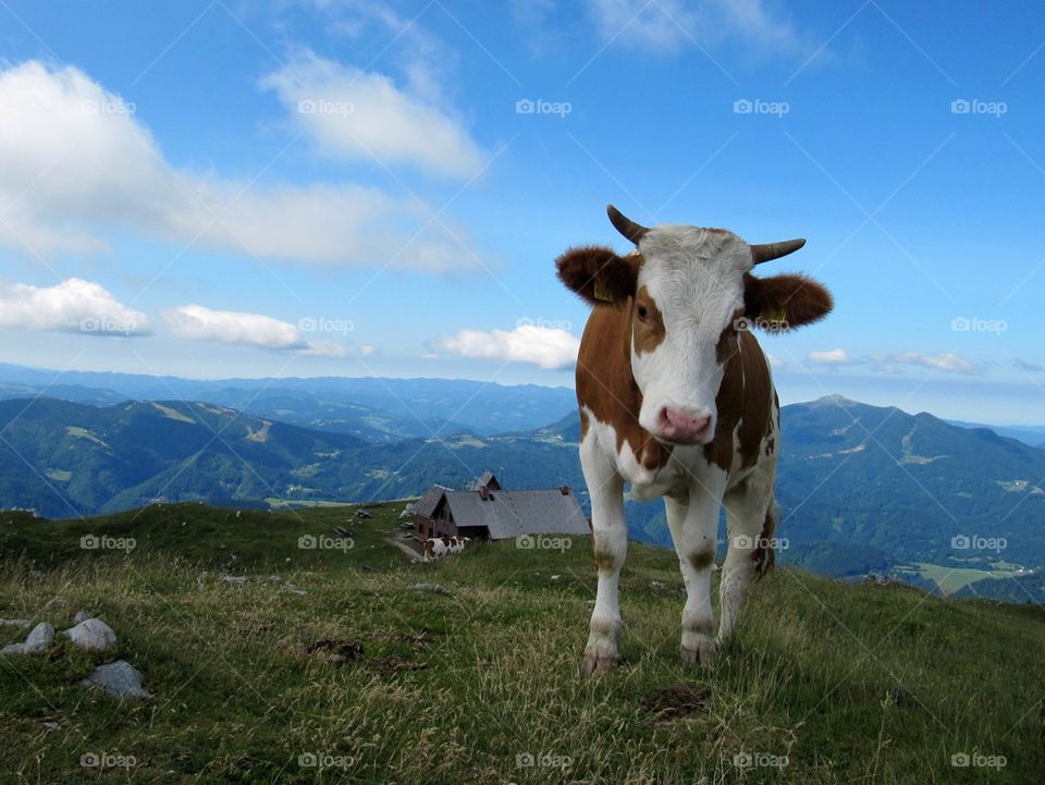 Cow