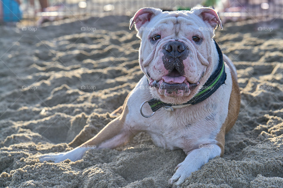 Bulldog bañandose en el mar