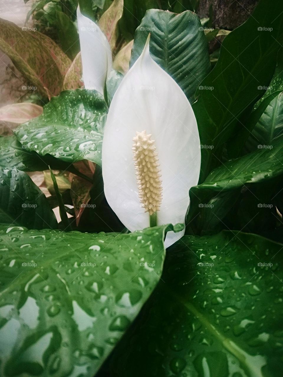 Spathiphyllum cochlearispathum (peace lily), green & wide leaves, white petal flower, Ecology; grows in moist, shady, lowland areas with moderate rainfall ; Captured on March 14th, 2023 - Rantepao, north Toraja regency, Indonesia.