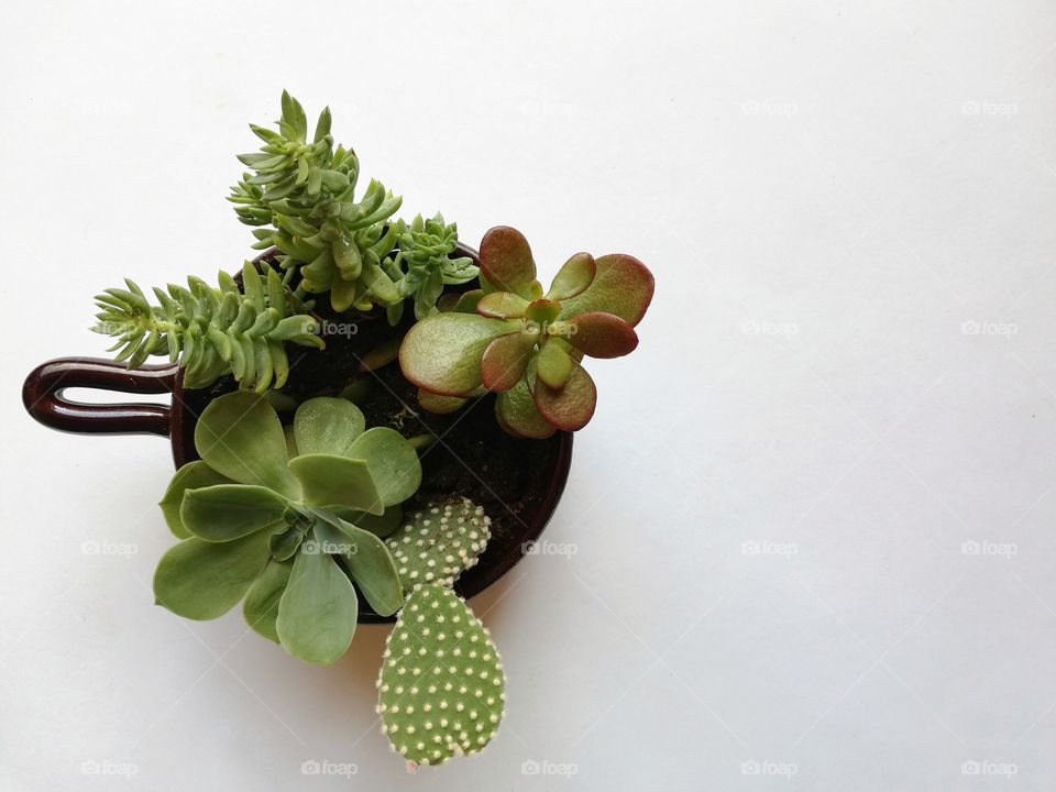 Fat seedlings photographed from above