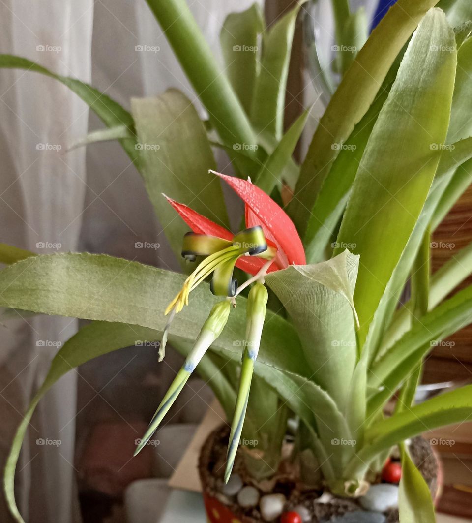 house plant blooming, mobile photography