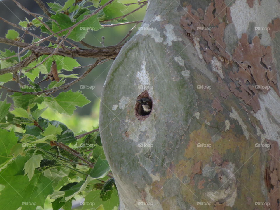 bird in a tree hole