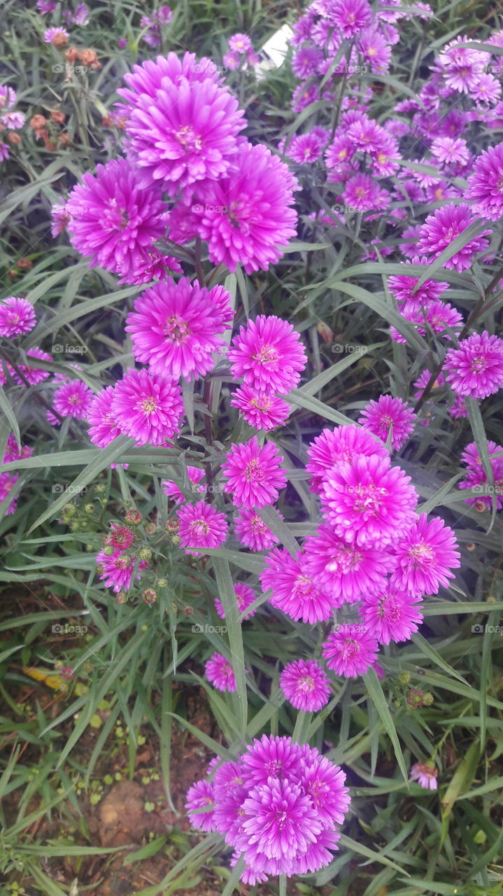 Beautiful little flower with no name