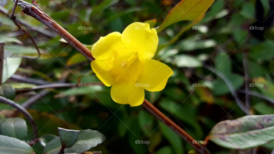 A simple flower in the bushes.