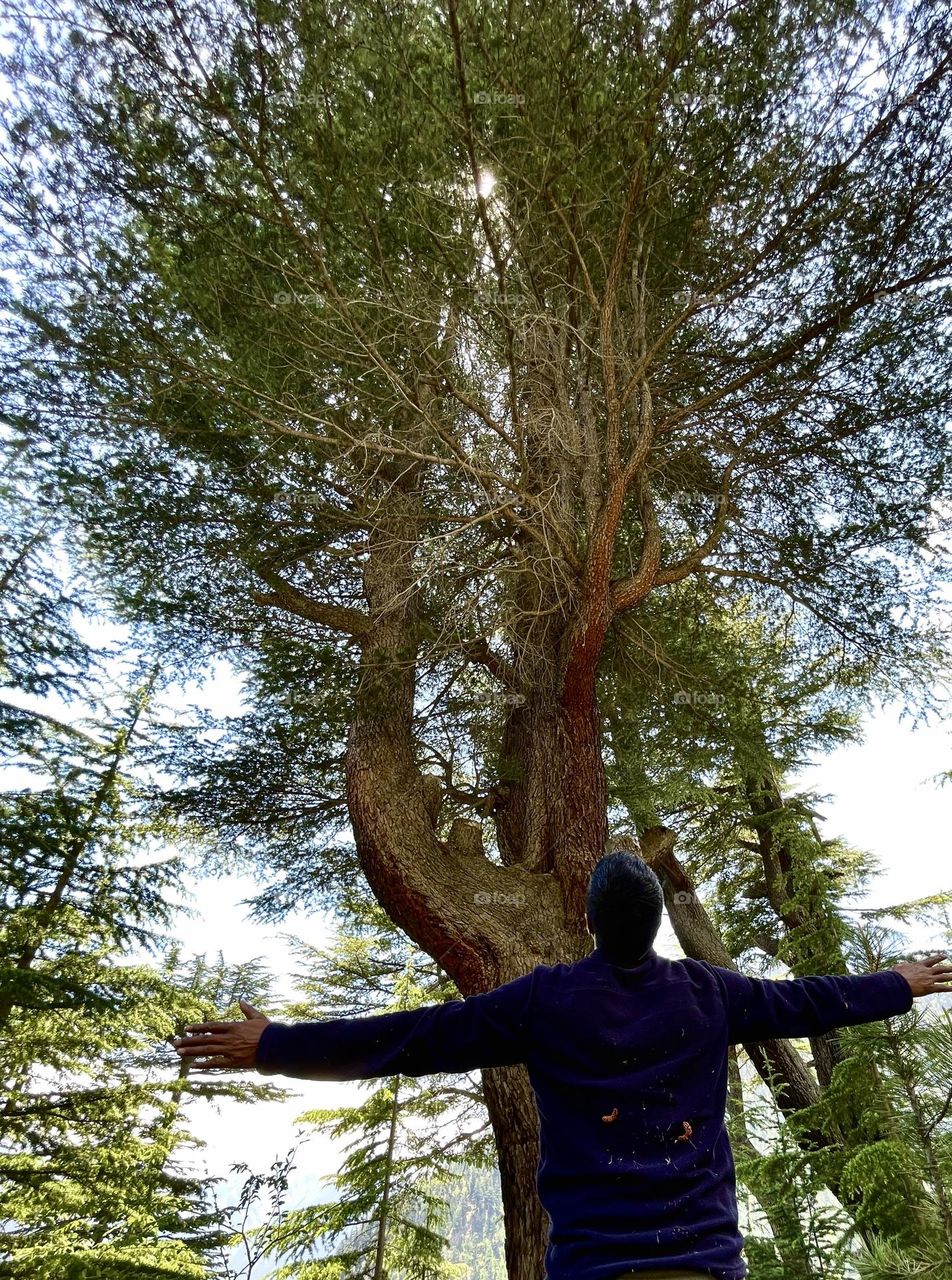 Pinewood persona ; out in the wild 