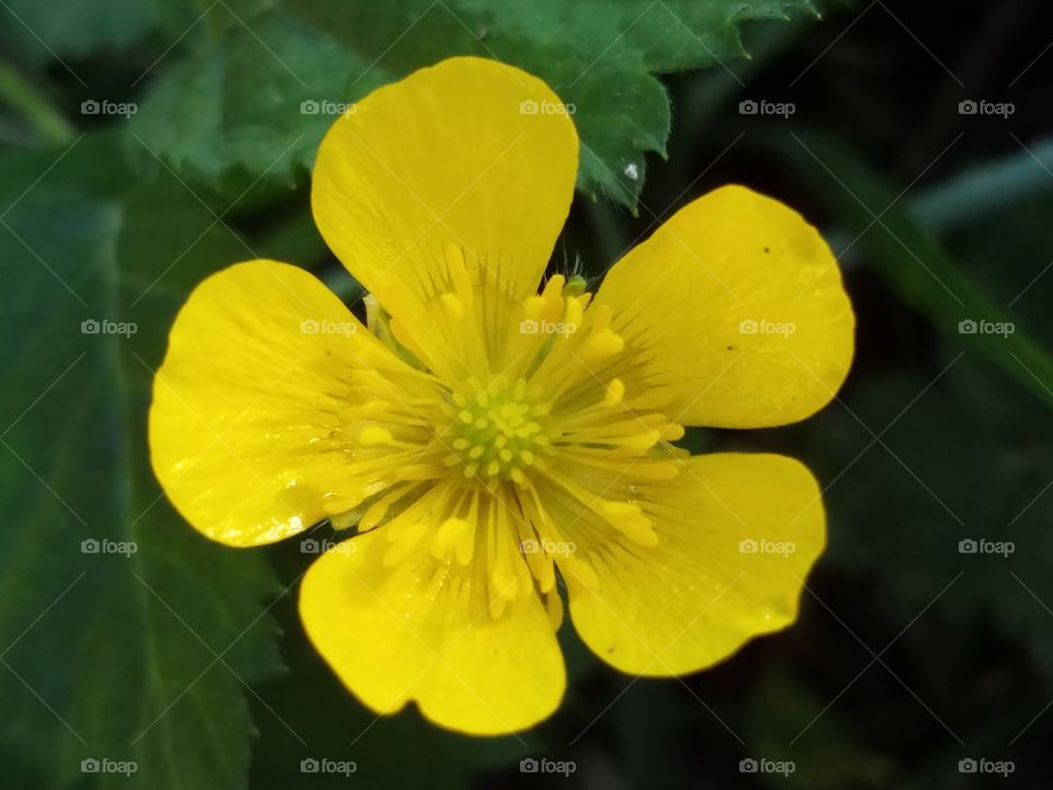 yellow flower 5/30/16