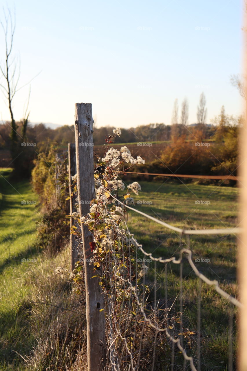 A vegetated fence in the bright sunlight