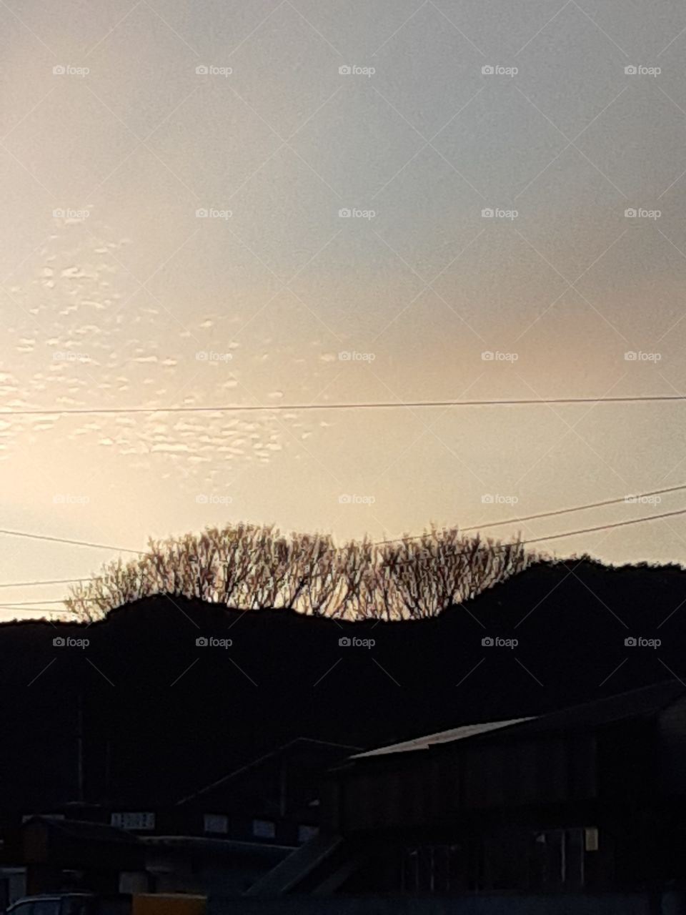 a majestic view that I've captured. above the tree branches are likes a sparkling lights. the tree is like a people that's on their head have lots of bright ideas. it's like a foap that full of wonderful ideas to inspired everyone.