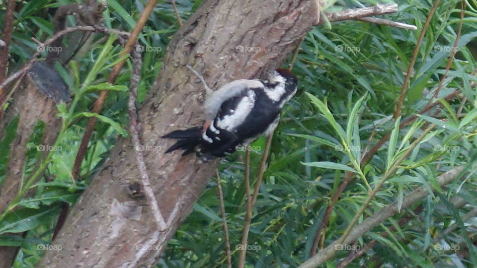 Great spotted woodpecker 