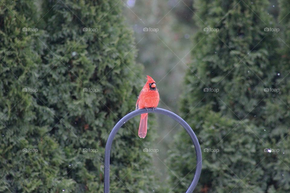 Male cardinal perching on railing