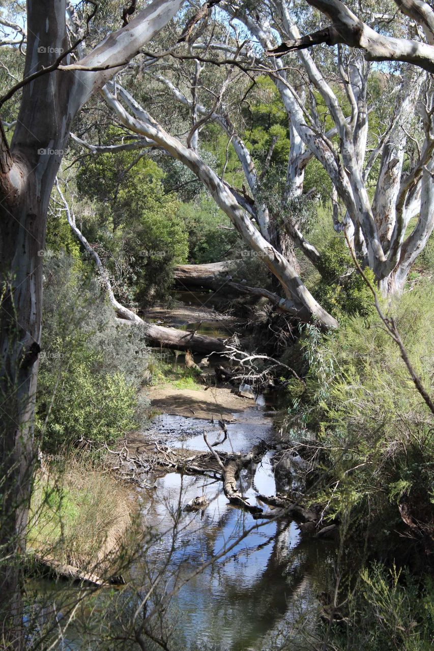 afternoon reflections by the waters edge