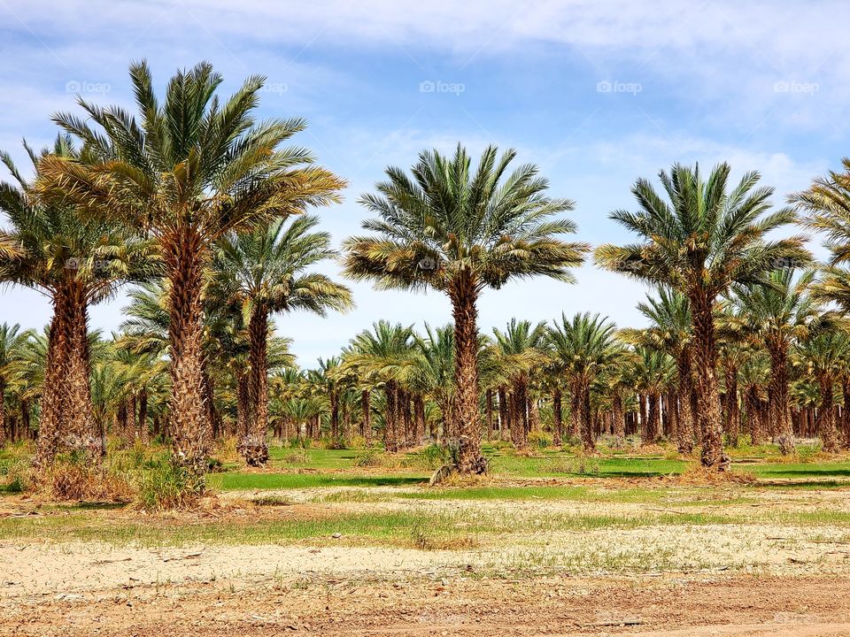 Palm tree farm