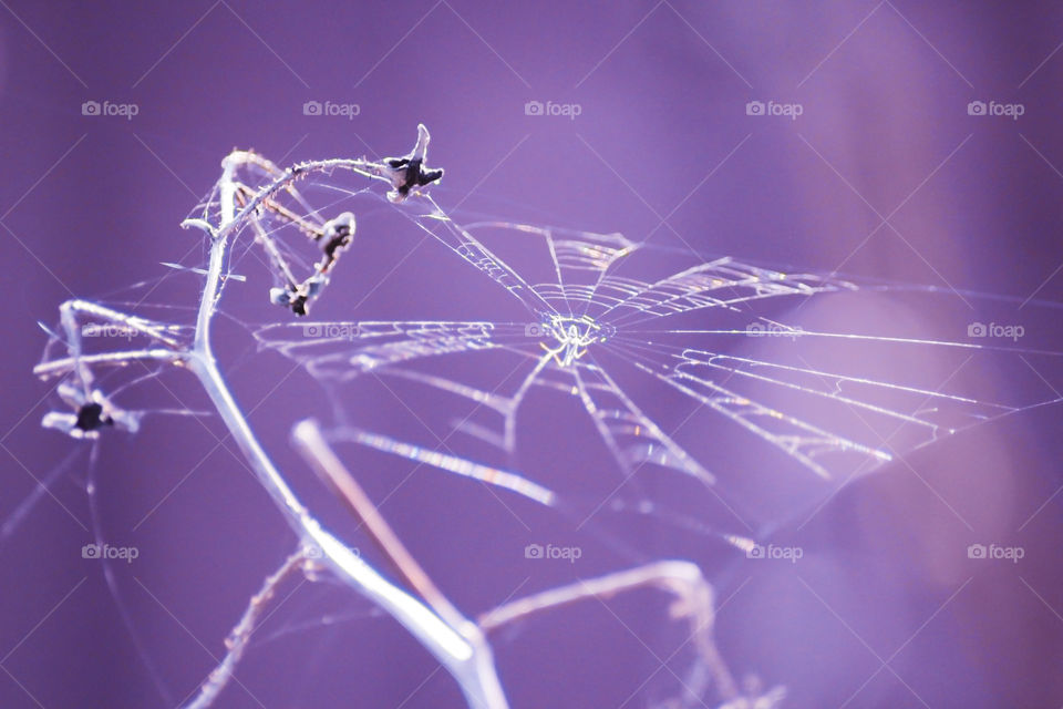White spider net isolated on purple background