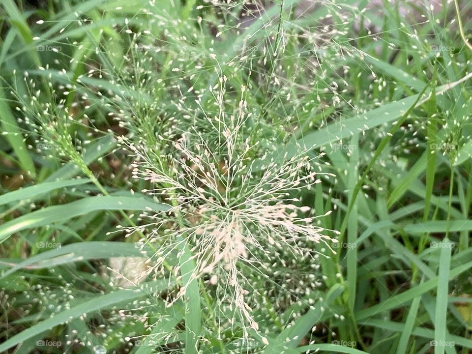 Portrait of a plant.