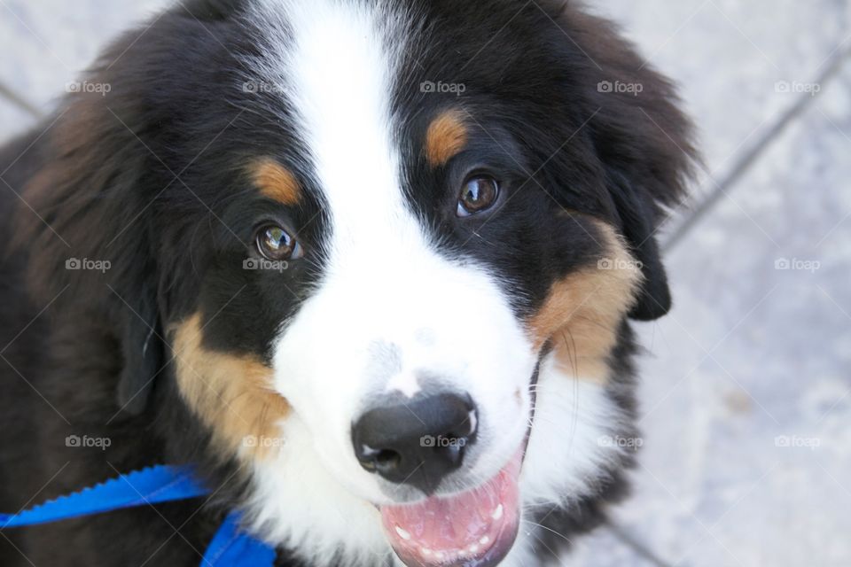 Close-up of dog with mouth open