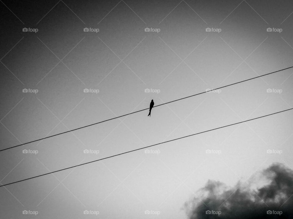 bird on the wire