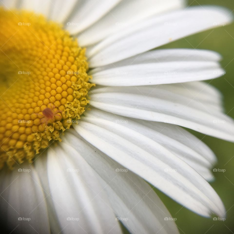 Tiny spider bug on daisy
