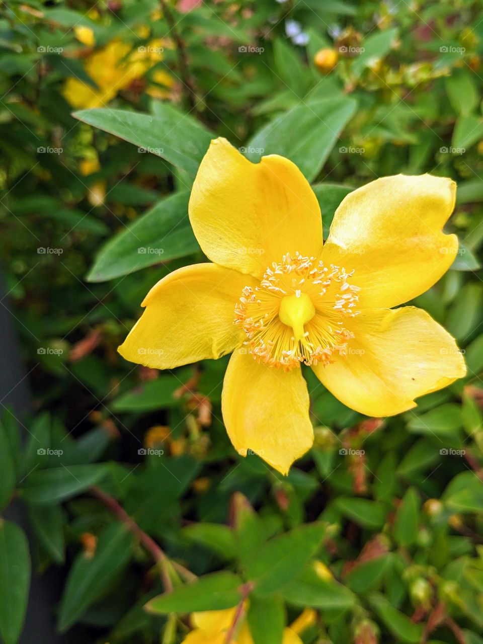 Late spring closeup in a garden. Bright yellow flower with five petals surrounded by green leaves.