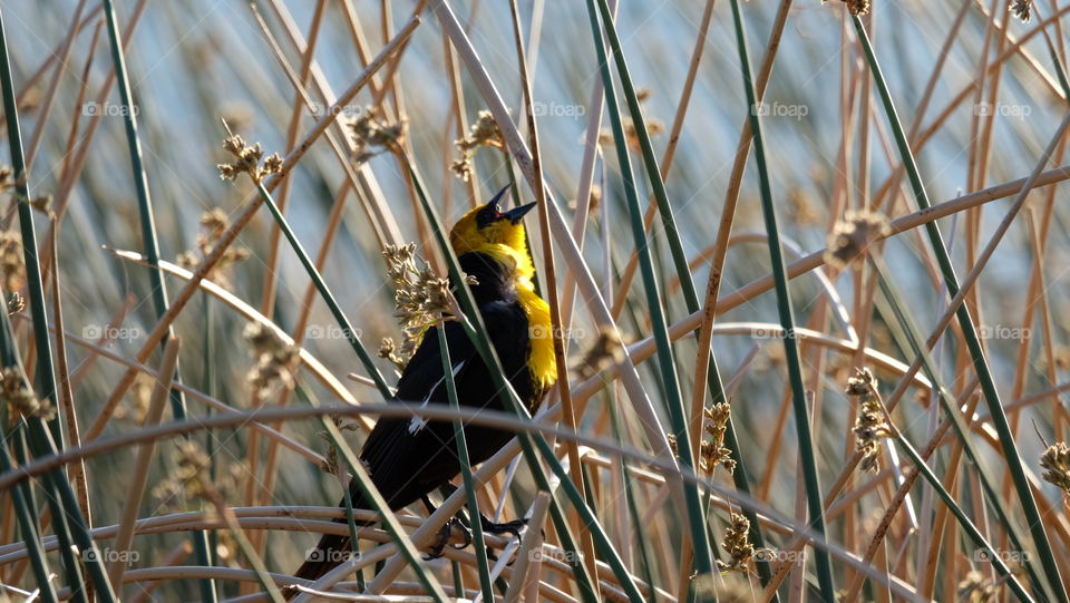 Yellow headed Blackbirds settle and breed in freshwater wetlands.