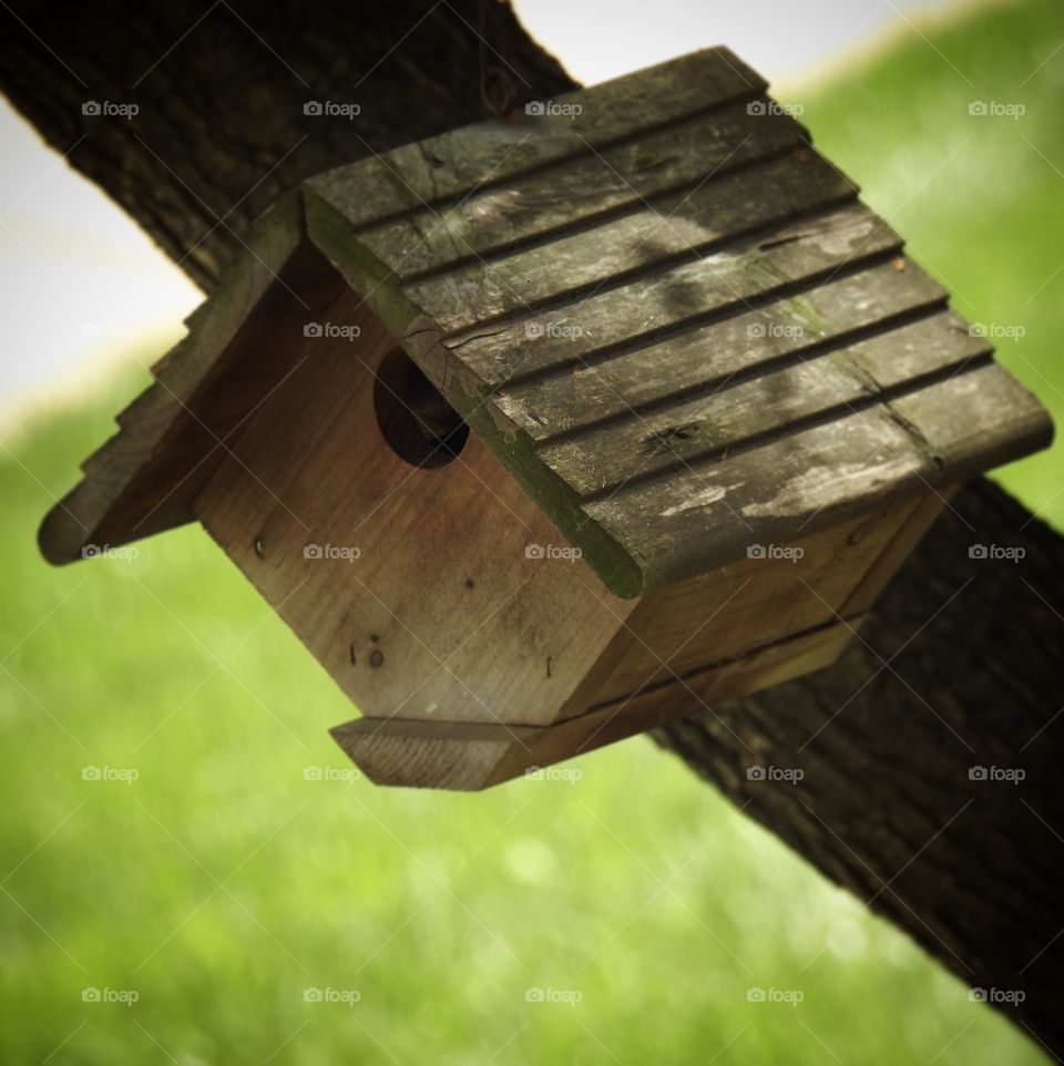 Bird House 