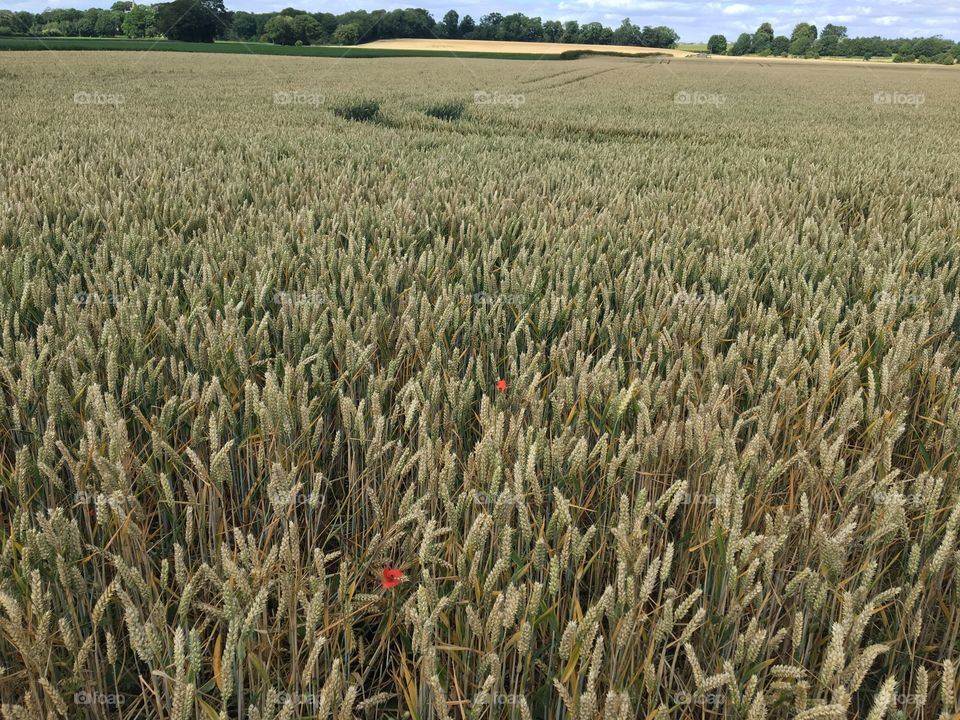 English countryside 