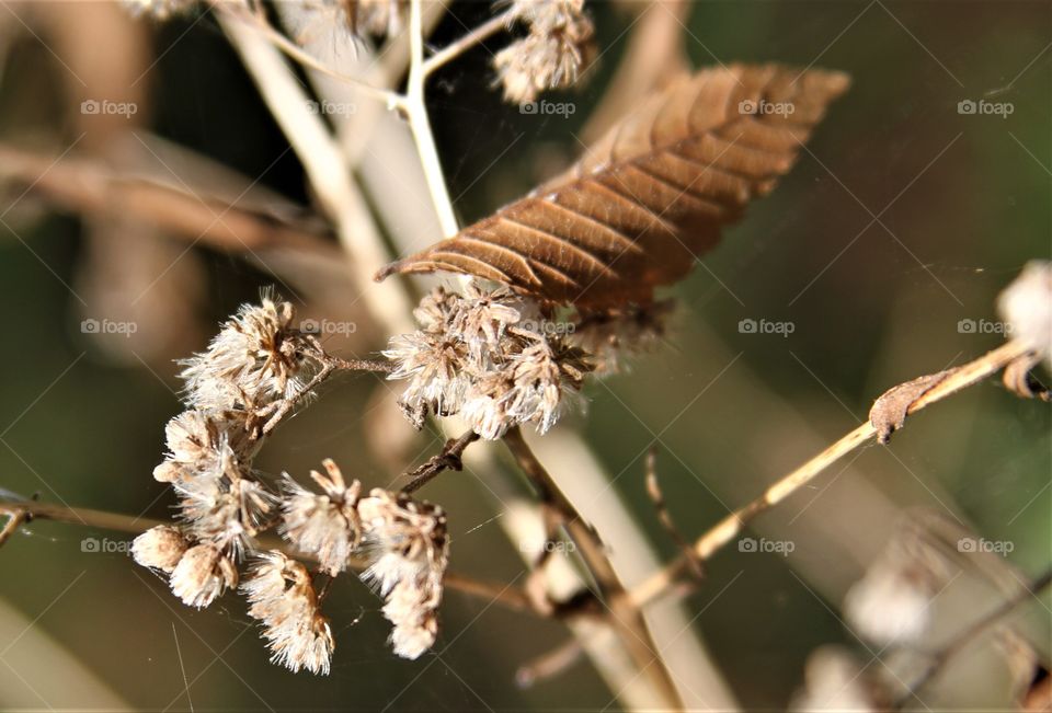 curled leaf on white flowers.