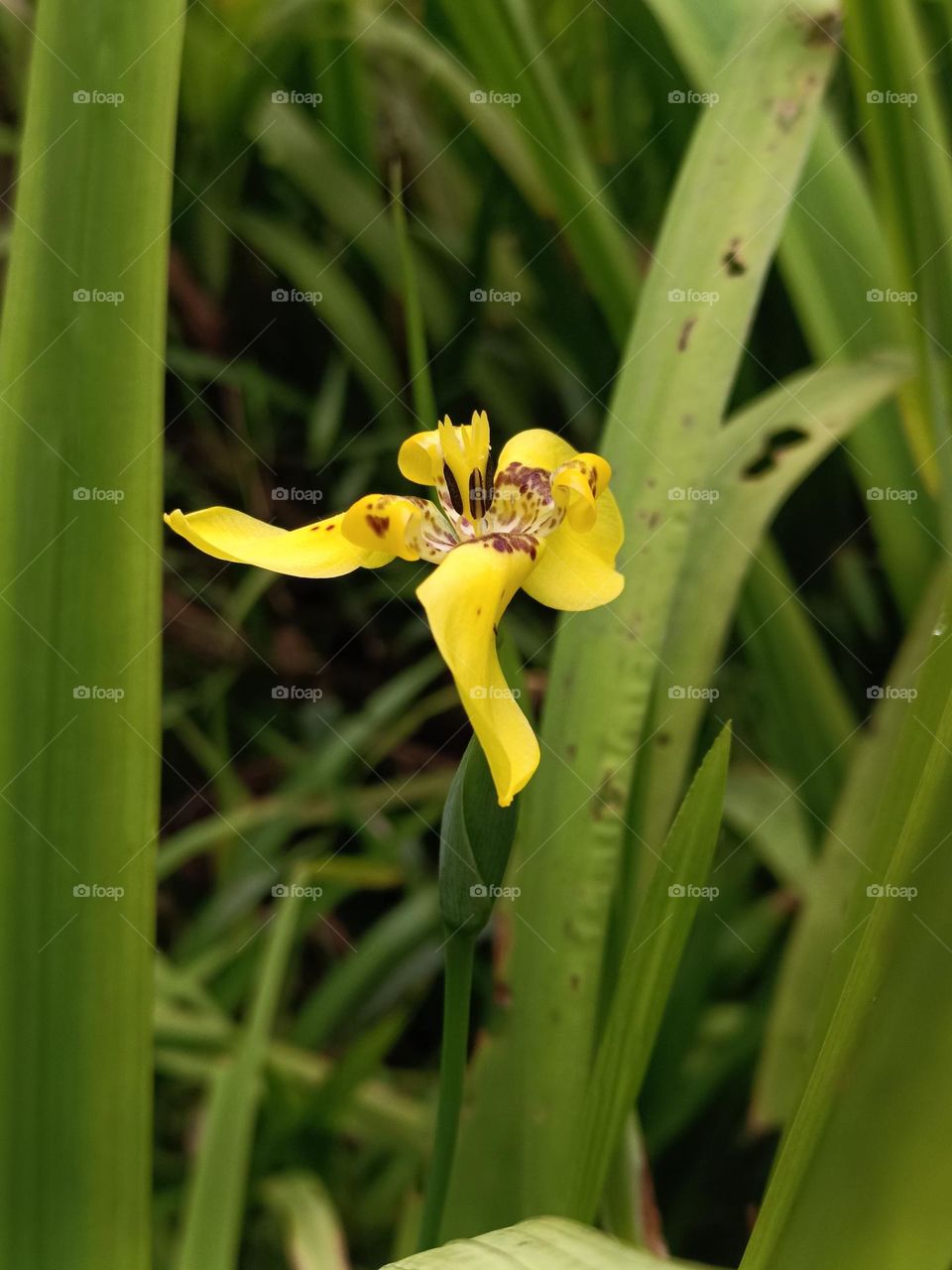Yellow Walking Iris