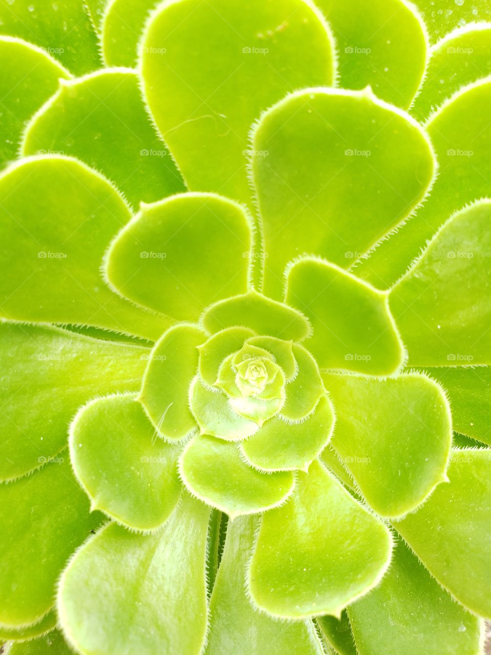 A close up of this bright green succulent in full bloom.