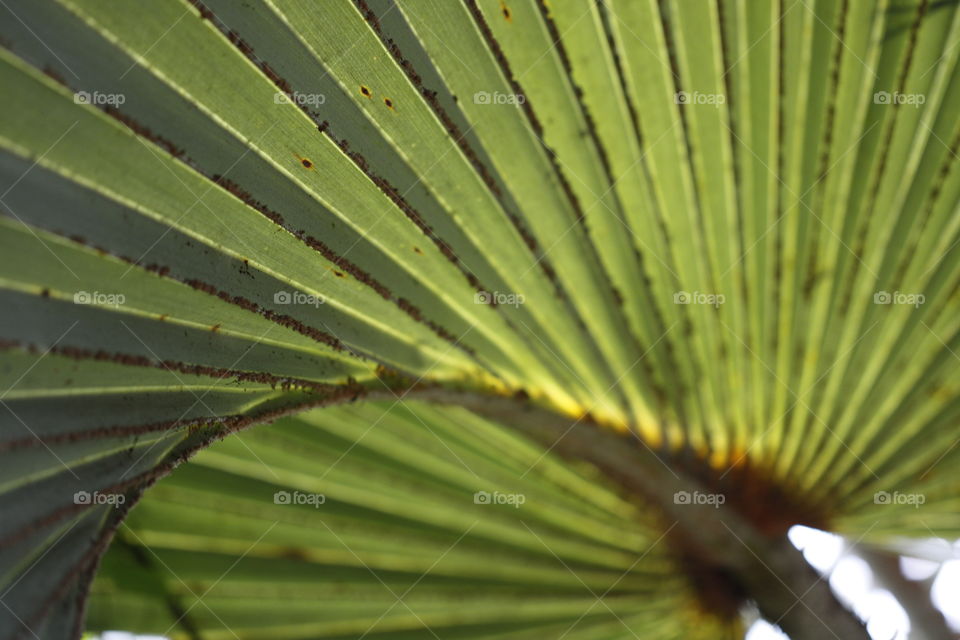 Palm leaf