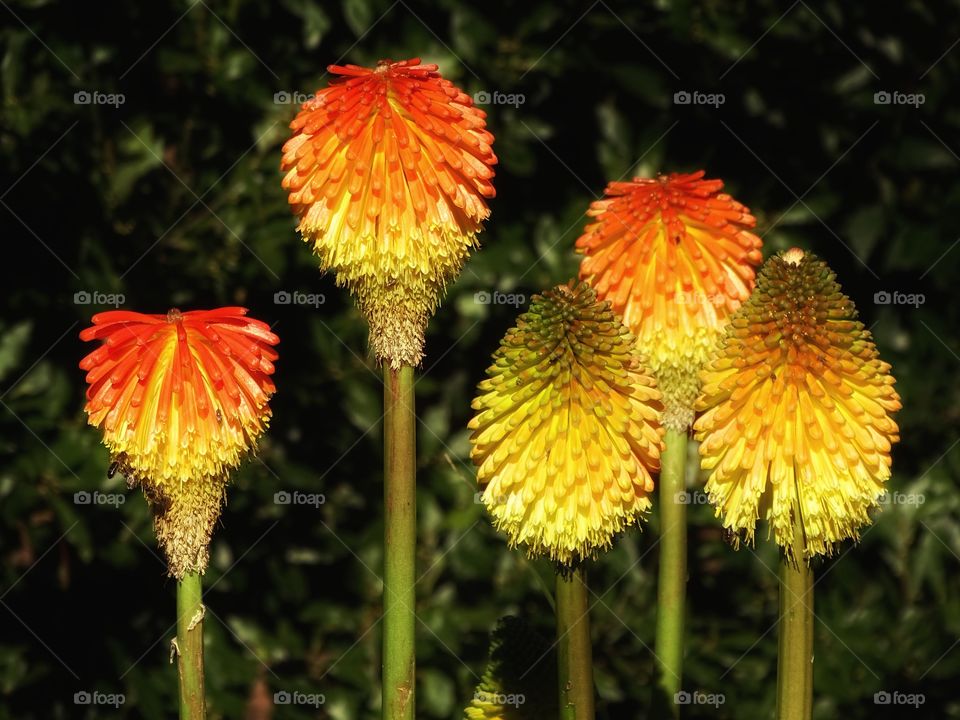 The beauty of flowers